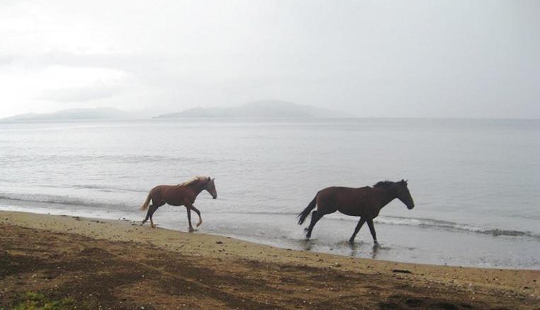 Aroha Taveuni Beachfront Bures Waiyevo Eksteriør bilde
